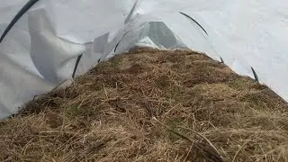 Висадила під парник мої улюблені сорти ранніх помідорів.
