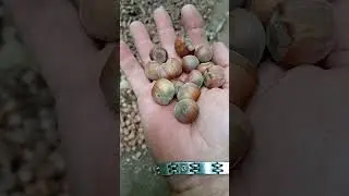 NOCCIOLE.....IL NOCCHIONE DELLA TUSCIA VITERBESE ❤️