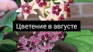 цветение в августе