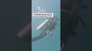 Scuba Diving in Cabo Mexico with Jack Fish