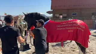 Чемпионат Северного Кавказа Владимирских тяжеловозов.