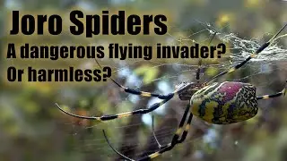The Joro Spider // What You Should Know