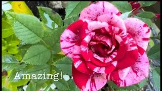 The Fabulous Miniature “Kordana” #Roses