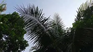 আকাশ আর সবুজ