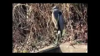 Great Blue Heron 12_03_2012.