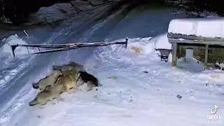 Pack of wolves takes out a German shepherd