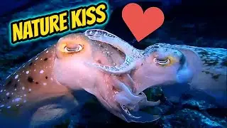 DEEP SEA Cuttlefish KISS | Swimming with Broadclub Cuttlefish