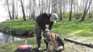 я и мой хвост.правильно чистим уши собаке.