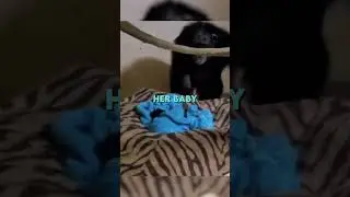 Chimp Mum thought she lost her baby 🥺❤️