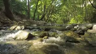 Relaxing Sounds Of Forest River And Chirping Birds, Calming Nature Sounds, ASMR