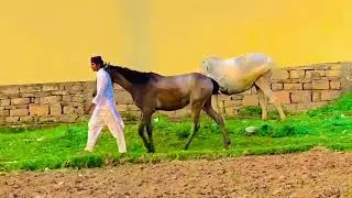 Equine Horse Enterd Video#horse#farming#equestrianlife#firsttime#animals#texas#pony#enjoyment#enjoy