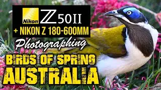 Nikon Z50II Photographing Birds Of Spring Australia