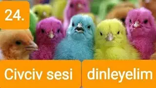 chick song