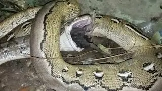 Ular Makan Tikus Hitam