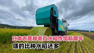 日本农民种青贮水稻作饲料喂牛，赚的比种水稻还多