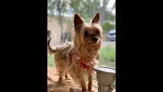 Life with Fanny [Heartwarming Memories of Life with Fanny]