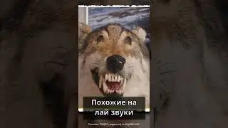 Волк или собака