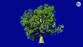 Green Tree Blue Screen HD Video Effects ll Tree in Wind ll Satish Designgraphy