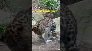Leopard mom has had it with this cub!