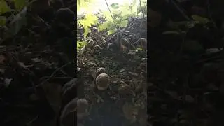 Mushrooms 2024 Eastern Europe 