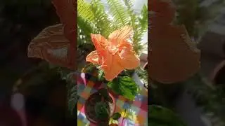 Қыста гүлдейтін гүлдер #гүлдейтінгүлдер #ютуб #үйгүлдері