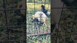 Baby Chicks #chicken #chicks #food #homemade #homestead