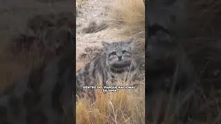 Historia del gato andino jacobo 📜🥲