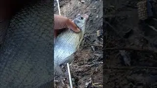 Сапа   белоглазка на червя