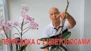 Пересаживаю орхидею  с 2 цветоносами через 3 года после покупки. Ужас, что внутри.