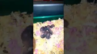 хомячкам 6 дней после рождения