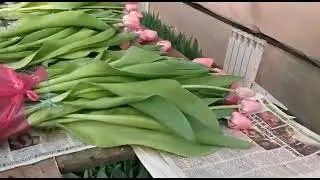 как выращивают тюльпаны 