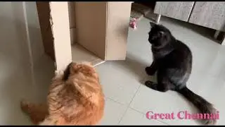 Persian cats 