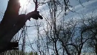 Обнаружена ирга!