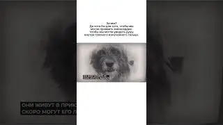 Помогите сохранить приют!