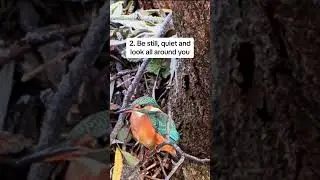#Birdwatching