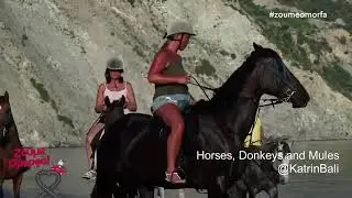 riding mules // верхом на мулах