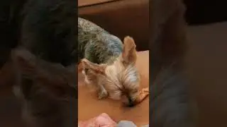 Chicken Is Life. Yorkie eating chicken. #yorkie #dog #cute #memes #life #eating #chicken