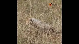 The Next Generation: A mother cheetah and her cubs 🐾 #wildlife #africansafari #animals #cheetah