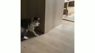 Muiza VS. Mouse