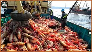 How American Farmer Make Billions Of Dollars From Shrimp Fishing - Food Factory