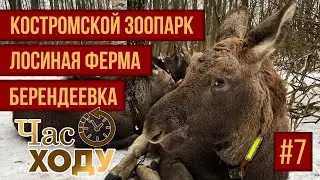 Час ходу | Живой уголок Костромы