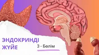 эндокринді жүйе| ұйқы безі мен бүйрекүсті безінің қыртысты қабаты| 3 - бөлім