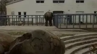 Слон танцует в зоопарке
