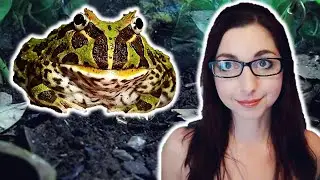 Pacman Frog Care Guide 🐸 Basic Care For Pacman Frogs