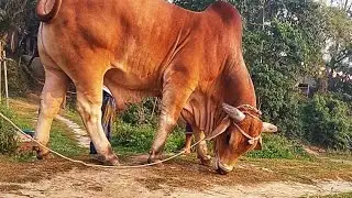 লাল পাহাড় ব্রাহমা ক্রস গরু •  Brahman cross Breed Bull At Bangladesh • Qurbani Goru • Cow Lovers