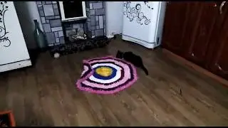 Домашний питомец