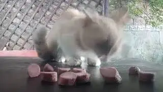 ASMR - DOGS and CATS / АСМР ЕДА ЖИВОТНЫЕ /