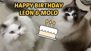 NGERAYAIN ULANG TAHUN MOLO DAN LEON KEEMPAT