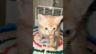 Я не дрыщь!!! #жизнькота #кот #милота #shorts # shorts