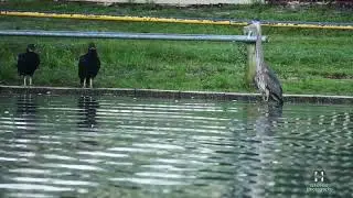Great Blue Heron   HD 1080p